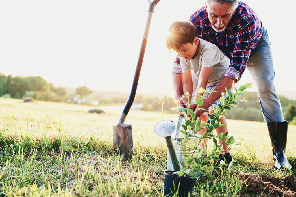 Grandfather and grandson planting a tree in the yard.